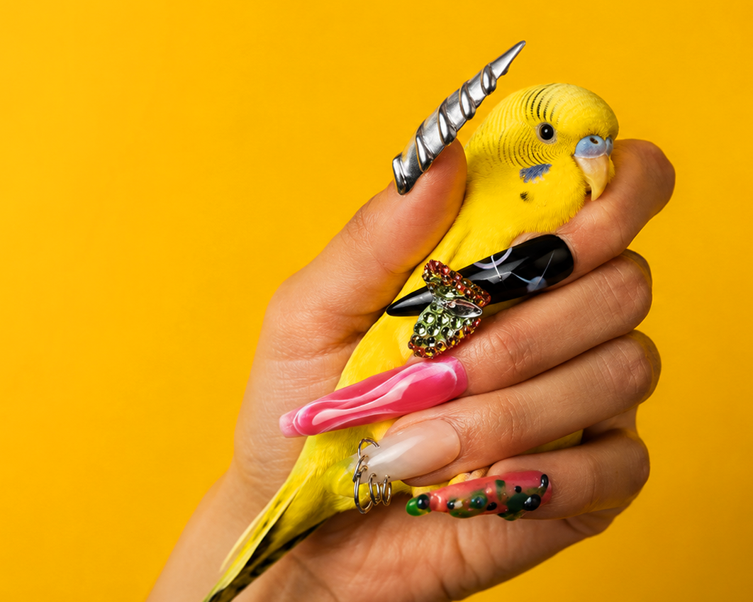 Yellow parakeet perched on a person's hand against a yellow background